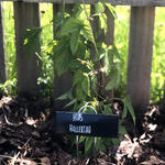 HOPS (Rhizome) - HALLERTAU