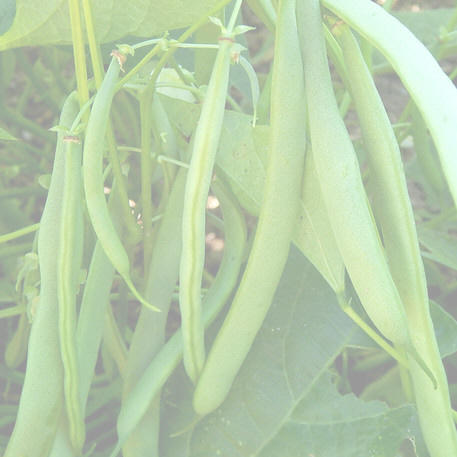 FLAGRANO 1kg (1000g)