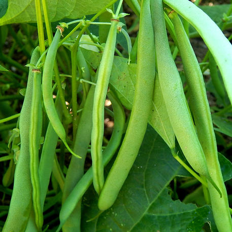 FLAGRANO 0.2kg (200g)