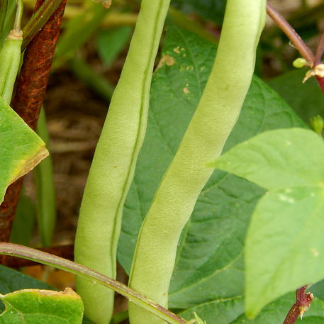 BLACK PEANUT