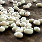 WHITE HOOD (Tepary Bean)