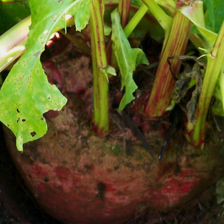 FODDER BEET - MAMMOTH MIX