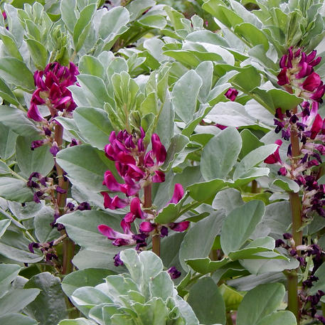 CRIMSON FLOWERED (Broad Bean) CSB(A)