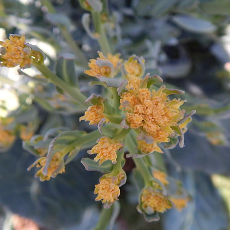 WHITE SPROUTING