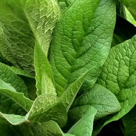 COMFREY (3 Root Cuttings)