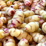 NEW ZEALAND YAM - Granny's Garden (5 Tubers)