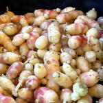 NEW ZEALAND YAM - Pearl (5 Tubers)