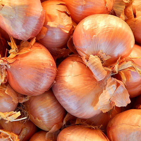 POTATO ONION - BROWN (6 Bulbs)