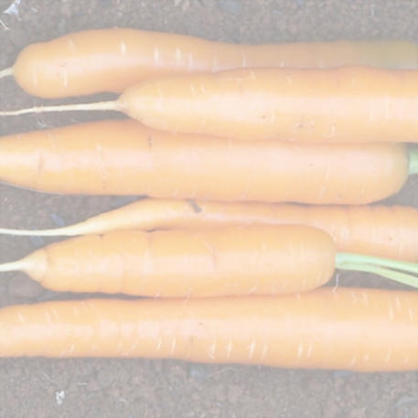 AMSTERDAM (Carrot) 0.05kg (50g)