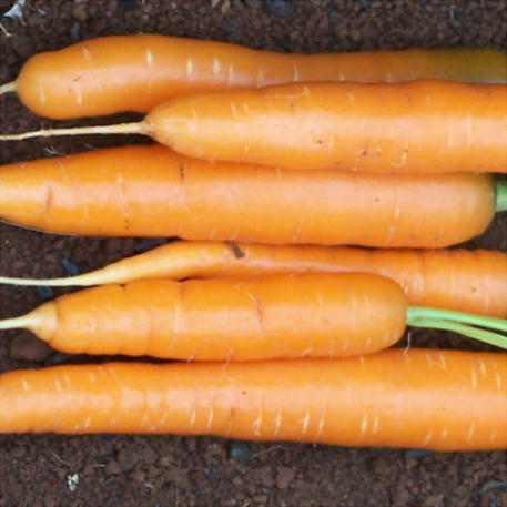 AMSTERDAM (Carrot)