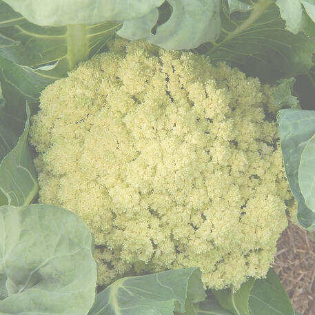 GIANT OF NAPLES 0.02kg (20g)