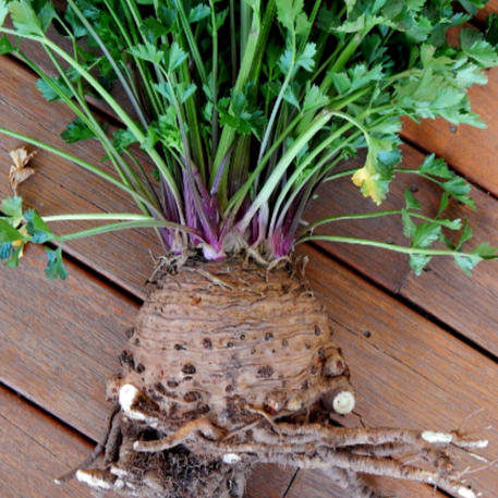 WHITE ALABASTER (Celeriac)