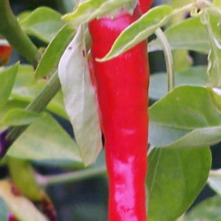 CAYENNE 0.002kg (2g)