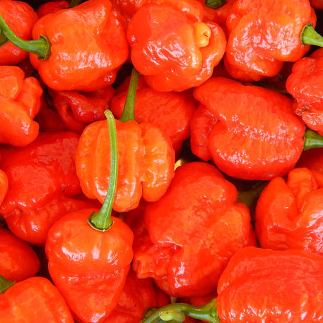 TRINIDAD MORUGA SCORPION CSB(A)