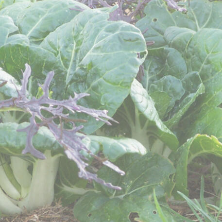 BOK CHOY - BABY 0.2kg (200g)