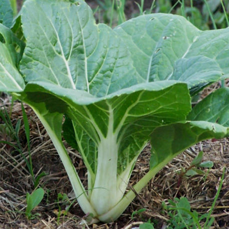 PAK CHOI - WHITE STEM