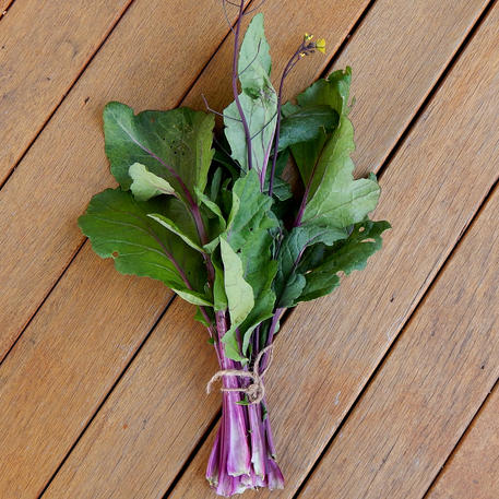 PAK CHOI - PURPLE