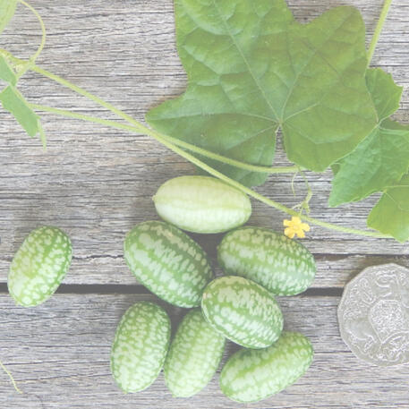 MOUSE MELON 20g
