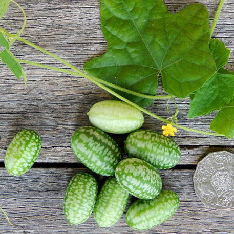 MOUSE MELON 2g