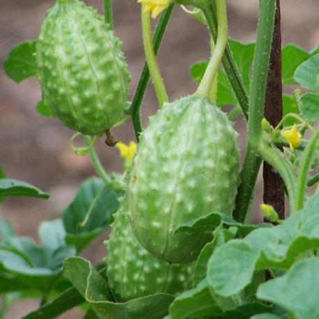 WEST INDIAN GHERKIN CSB(A)