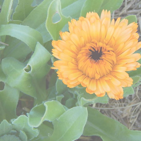 CALENDULA - EDIBLE MIX 0.02kg (20g)