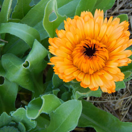 CALENDULA - EDIBLE MIX 0.005kg (5g)