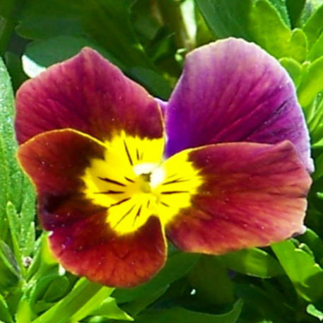 VIOLA - EDIBLE MIX