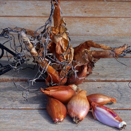 EGYPTIAN WALKING ONION (Tree Onion)
