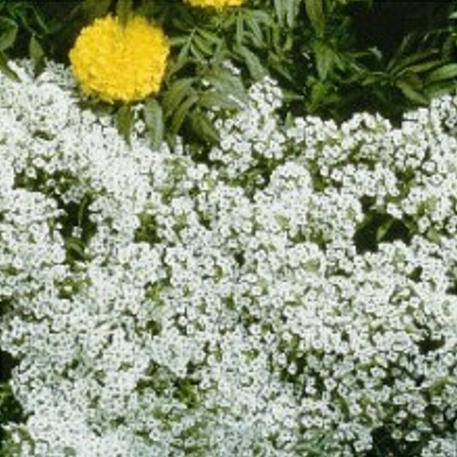 ALYSSUM - Carpet of Snow