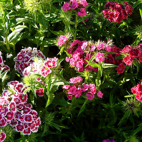 DIANTHUS (Edible Mix)