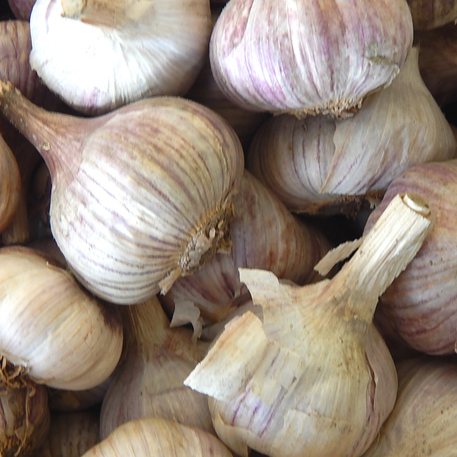 ITALIAN PURPLE (Garlic)
