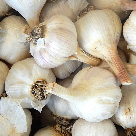 MUSIC (Garlic)