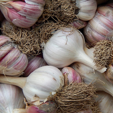 RED ROCAMBOLE