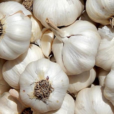 WHITE CROOKNECK