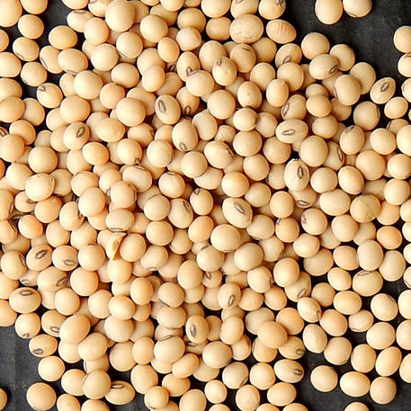 SOY BEAN
