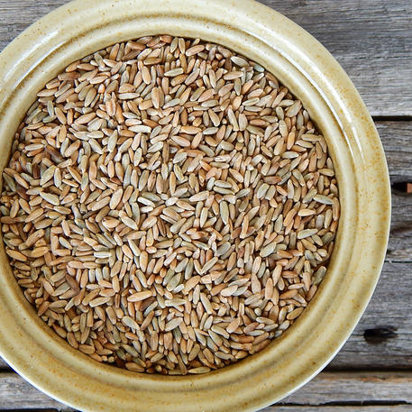 RYE GRAIN (Organically Grown)