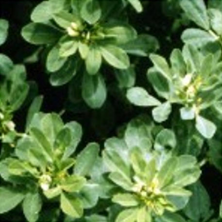 FENUGREEK (Herb)