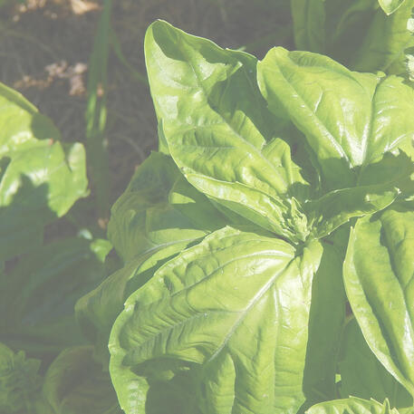 BASIL - GENOVESE GIANT 0.1kg (100g)