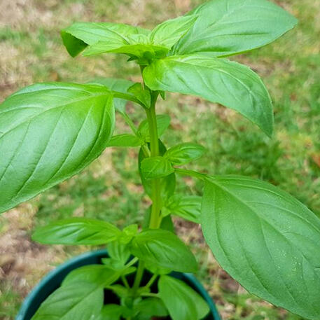 BASIL - LARGE SWEET ITALIAN 0.01kg (10g)