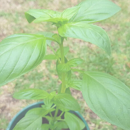 BASIL - LARGE SWEET ITALIAN 0.02kg (20g)