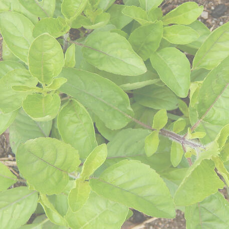 BASIL - SACRED 0.01kg (10g)