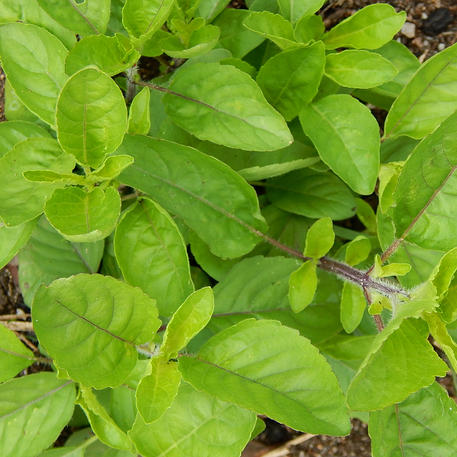 BASIL - SACRED 0.002kg (2g)