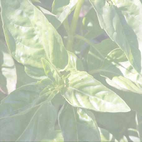 BASIL - SWEET GENOVESE 0.1kg (100g)