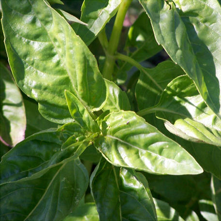 BASIL - SWEET GENOVESE 0.01kg (10g)