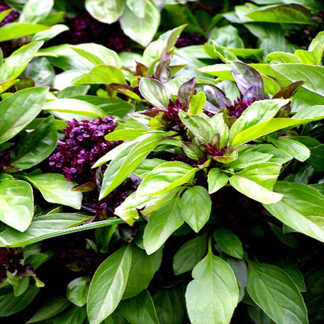 BASIL - THAI