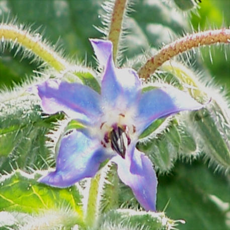 BORAGE - BLUE