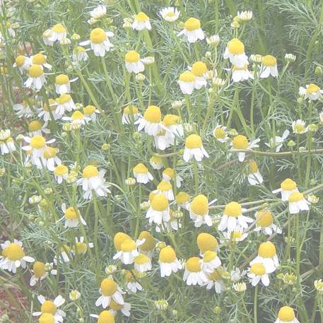 CHAMOMILE - GERMAN 0.01kg (10g)