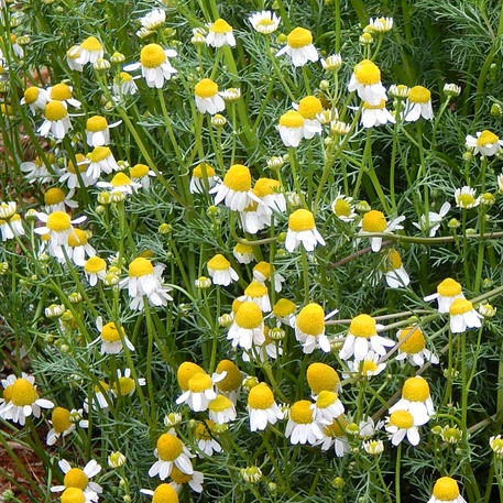 CHAMOMILE - GERMAN 0.005kg (5g)