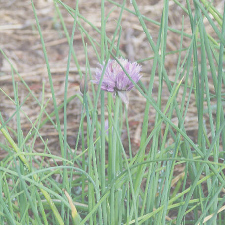 CHIVES - COMMON 0.02kg (20g)