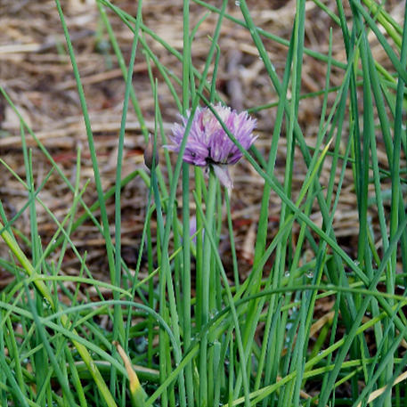 CHIVES - COMMON 0.005kg (5g)